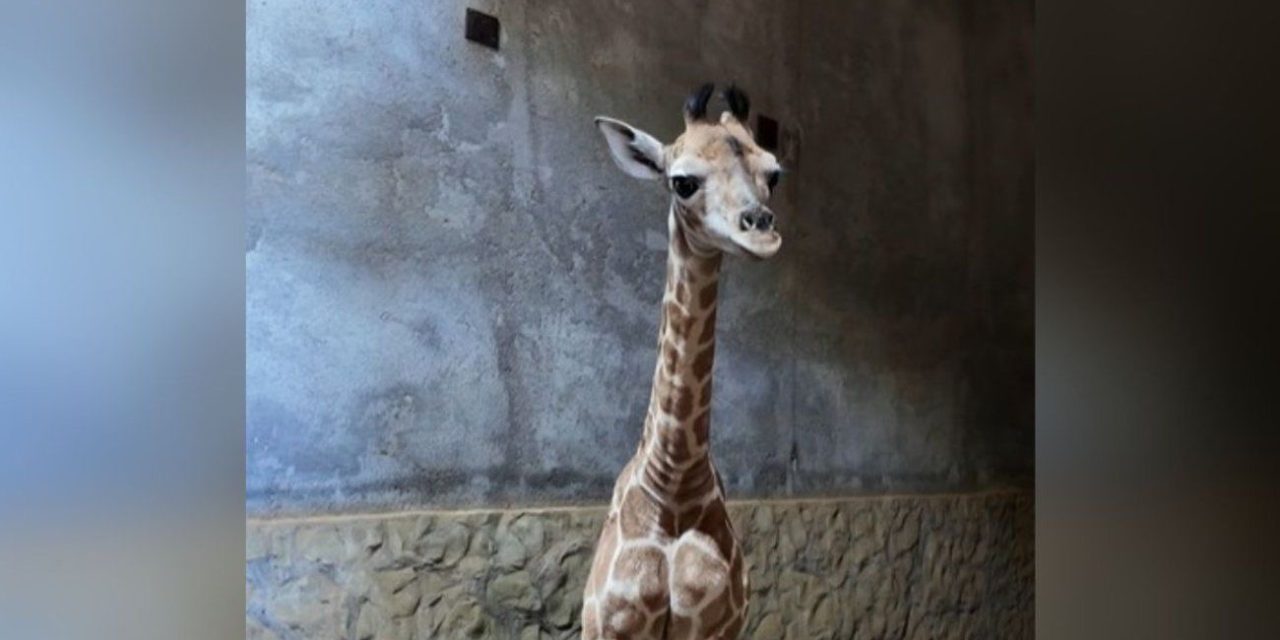 NACE JIRAFA EN PELIGRO DE EXTINCIÓN EN BIOPARQUE ESTRELLA