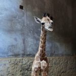NACE JIRAFA EN PELIGRO DE EXTINCIÓN EN BIOPARQUE ESTRELLA