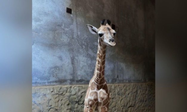 NACE JIRAFA EN PELIGRO DE EXTINCIÓN EN BIOPARQUE ESTRELLA