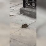 HASTA 20 MILLONES DE RATAS HABITARÍAN EN LA ZONA METROPOLITANA DE MONTERREY