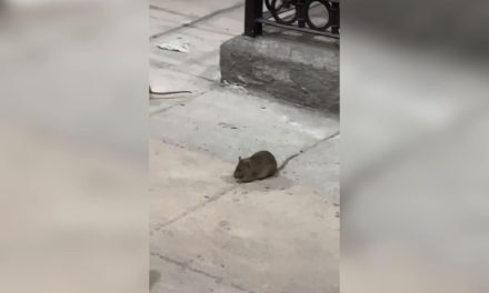 HASTA 20 MILLONES DE RATAS HABITARÍAN EN LA ZONA METROPOLITANA DE MONTERREY