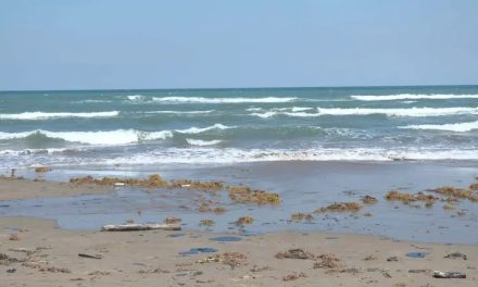 ORGANIZACIONES DE LA SOCIEDAD CIVIL CONVOCAN A DONAR CABELLO PARA LIMPIAR DERRAME DE HIDROCARBURO EN EL GOLFO DE MÉXICO