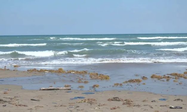 ORGANIZACIONES DE LA SOCIEDAD CIVIL CONVOCAN A DONAR CABELLO PARA LIMPIAR DERRAME DE HIDROCARBURO EN EL GOLFO DE MÉXICO