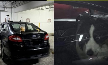 HOMBRE DEJÓ A SU PERRO 8 HORAS DENTRO DE UN AUTO A 40 GRADOS EN MONTERREY Y SE FUE DE FIESTA