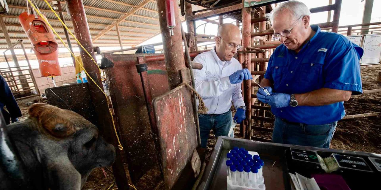 UANL ENCABEZA HALLAZGO INTERNACIONAL: DETECTAN INFLUENZA D Y NUEVO CORONAVIRUS EN GANADO DE NUEVO LEÓN
