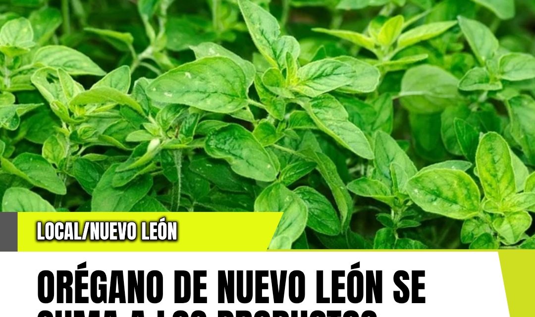 ORÉGANO DE NUEVO LEÓN SE SUMA A LOS PRODUCTOS EMBLEMÁTICOS DE MÉXICO CON INDICACIÓN GEOGRÁFICA
