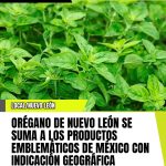 ORÉGANO DE NUEVO LEÓN SE SUMA A LOS PRODUCTOS EMBLEMÁTICOS DE MÉXICO CON INDICACIÓN GEOGRÁFICA