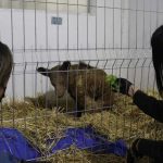MUERE LA OSA MINA, EL SÍMBOLO QUE EXIGIÓ JUSTICIA PARA LOS ANIMALES