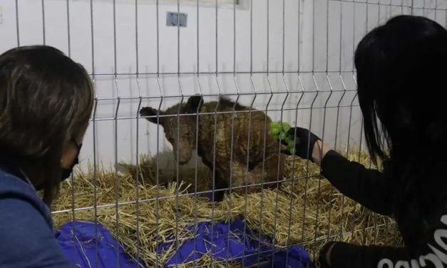 MUERE LA OSA MINA, EL SÍMBOLO QUE EXIGIÓ JUSTICIA PARA LOS ANIMALES