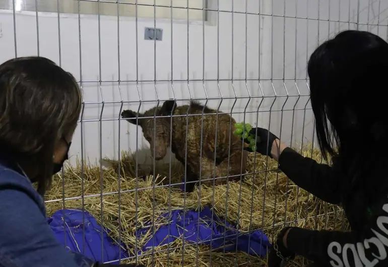 MUERE LA OSA MINA, EL SÍMBOLO QUE EXIGIÓ JUSTICIA PARA LOS ANIMALES