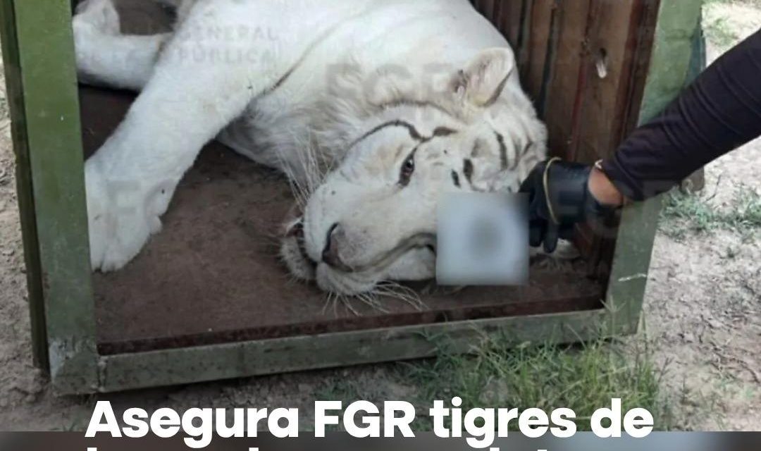 FGR RESCATA TIGRES DE BENGALA, UN OCELOTE Y 32 EQUINOS DURANTE CATEO EN DURANGO