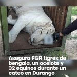 FGR RESCATA TIGRES DE BENGALA, UN OCELOTE Y 32 EQUINOS DURANTE CATEO EN DURANGO