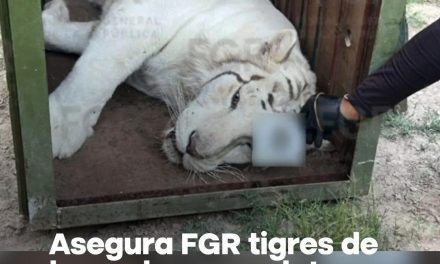 FGR RESCATA TIGRES DE BENGALA, UN OCELOTE Y 32 EQUINOS DURANTE CATEO EN DURANGO