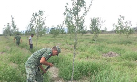 EJÉRCITO IMPULSA LA RECUPERACIÓN ECOLÓGICA EN DOCTOR ARROYO CON 2,500 ÁRBOLES
