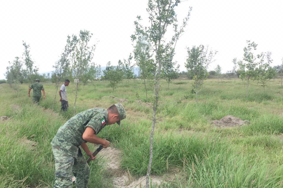 EJÉRCITO IMPULSA LA RECUPERACIÓN ECOLÓGICA EN DOCTOR ARROYO CON 2,500 ÁRBOLES