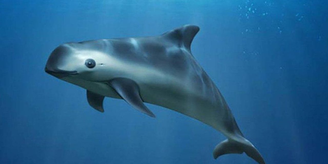 CONFIRMAN PRESENCIA DE VAQUITA MARINA TRAS EXITOSO MONITOREO EN EL ALTO GOLFO