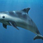 CONFIRMAN PRESENCIA DE VAQUITA MARINA TRAS EXITOSO MONITOREO EN EL ALTO GOLFO