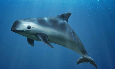CONFIRMAN PRESENCIA DE VAQUITA MARINA TRAS EXITOSO MONITOREO EN EL ALTO GOLFO