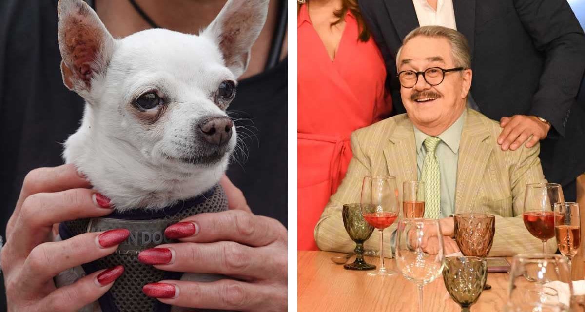PRESENTAN “LEY PEDRO SOLA” PARA CASTIGAR LA APOLOGÍA DEL MALTRATO ANIMAL