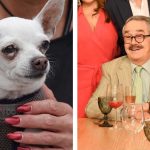 PRESENTAN “LEY PEDRO SOLA” PARA CASTIGAR LA APOLOGÍA DEL MALTRATO ANIMAL