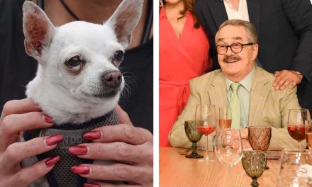 PRESENTAN “LEY PEDRO SOLA” PARA CASTIGAR LA APOLOGÍA DEL MALTRATO ANIMAL
