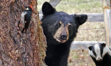 FAUNA SILVESTRE EN ZONAS URBANAS,EL NUEVO PLAN DE PARQUES Y VIDA SILVESTRE PARA NUEVO LEÓN