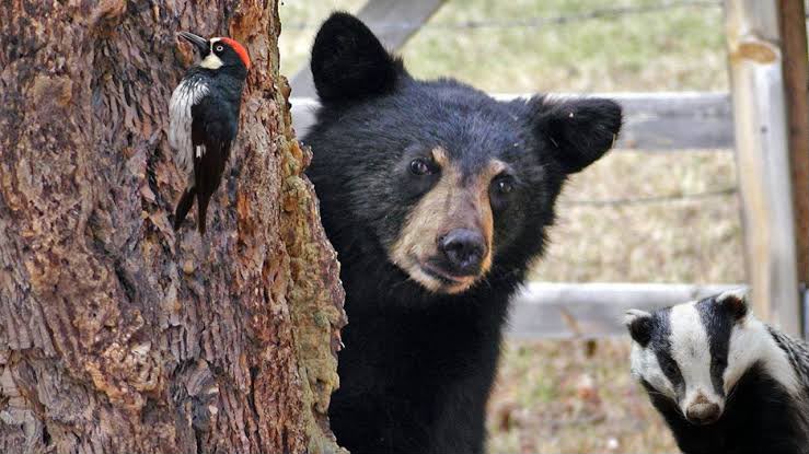 FAUNA SILVESTRE EN ZONAS URBANAS,EL NUEVO PLAN DE PARQUES Y VIDA SILVESTRE PARA NUEVO LEÓN