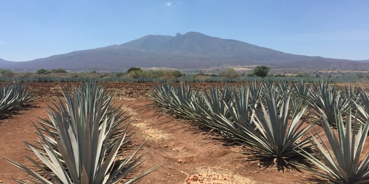 SOBREPRODUCCIÓN DE AGAVE DESATA CRISIS EN CAMPOS TEQUILEROS Y ALERTA POR PLAGAS