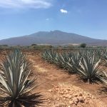 SOBREPRODUCCIÓN DE AGAVE DESATA CRISIS EN CAMPOS TEQUILEROS Y ALERTA POR PLAGAS