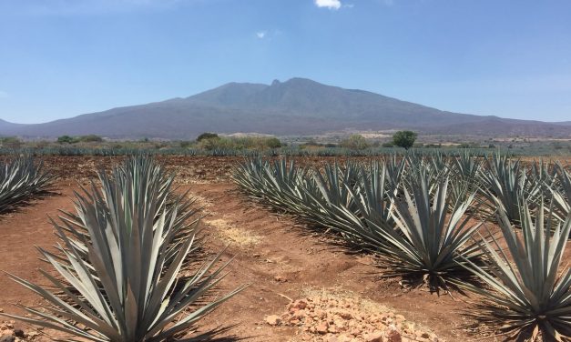 SOBREPRODUCCIÓN DE AGAVE DESATA CRISIS EN CAMPOS TEQUILEROS Y ALERTA POR PLAGAS