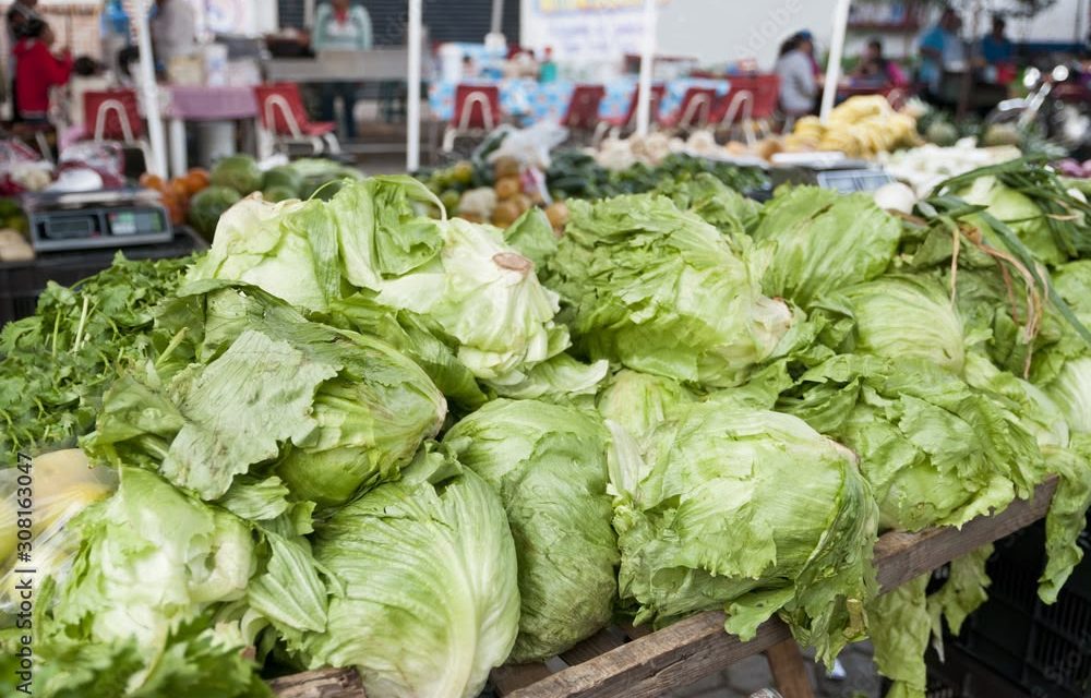 TEMOR POR BROTE DE CYCLOSPORA EN EU PROVOCA CAÍDA DE HASTA 35 POR CIENTO EN PRECIO DE LECHUGA EN MONTERREY