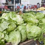 TEMOR POR BROTE DE CYCLOSPORA EN EU PROVOCA CAÍDA DE HASTA 35 POR CIENTO EN PRECIO DE LECHUGA EN MONTERREY