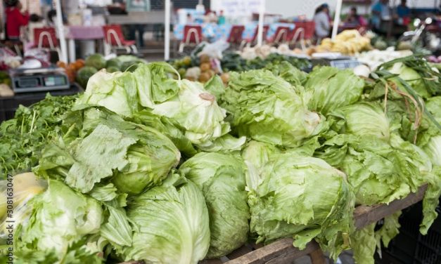 TEMOR POR BROTE DE CYCLOSPORA EN EU PROVOCA CAÍDA DE HASTA 35 POR CIENTO EN PRECIO DE LECHUGA EN MONTERREY