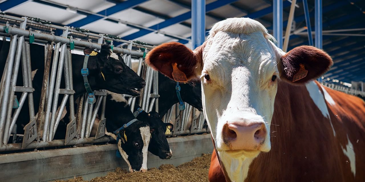 PLAGA DE GUSANO BARRENADOR FRENA GANADO MEXICANO PERO DISPARA EXPORTACIÓN DE CARNE A EU