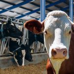 PLAGA DE GUSANO BARRENADOR FRENA GANADO MEXICANO PERO DISPARA EXPORTACIÓN DE CARNE A EU