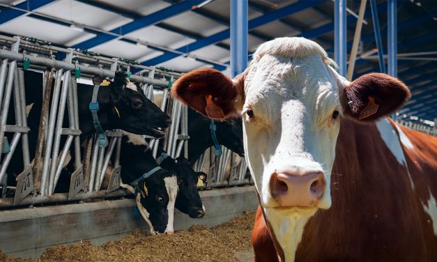 PLAGA DE GUSANO BARRENADOR FRENA GANADO MEXICANO PERO DISPARA EXPORTACIÓN DE CARNE A EU
