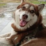 JUEZ OTORGA POR PRIMERA VEZ PENSIÓN ALIMENTICIA A UN PERRO TRAS DIVORCIO Y MARCA PRECEDENTE LEGAL