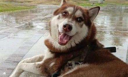 JUEZ OTORGA POR PRIMERA VEZ PENSIÓN ALIMENTICIA A UN PERRO TRAS DIVORCIO Y MARCA PRECEDENTE LEGAL