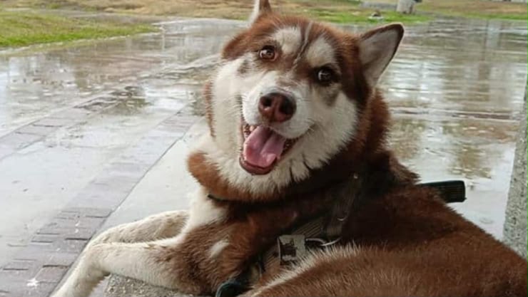 JUEZ OTORGA POR PRIMERA VEZ PENSIÓN ALIMENTICIA A UN PERRO TRAS DIVORCIO Y MARCA PRECEDENTE LEGAL