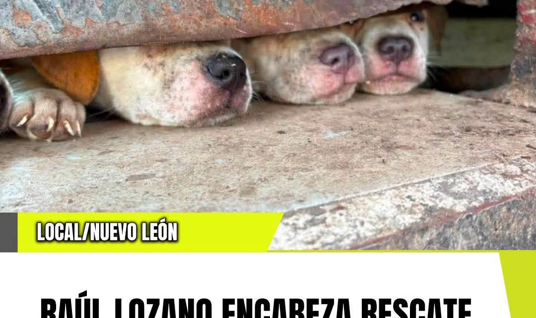 RAÚL LOZANO ENCABEZA RESCATE DE SIETE PERROS CON SIGNOS DE MALTRATO EN MONTERREY  