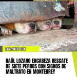 RAÚL LOZANO ENCABEZA RESCATE DE SIETE PERROS CON SIGNOS DE MALTRATO EN MONTERREY  