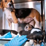NACEN LOS PRIMEROS BEAGLES QUE NO PROVOCAN ALERGIA GRACIAS A LA CIENCIA