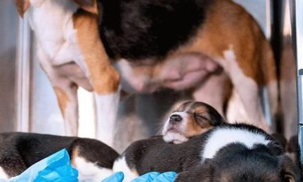 NACEN LOS PRIMEROS BEAGLES QUE NO PROVOCAN ALERGIA GRACIAS A LA CIENCIA