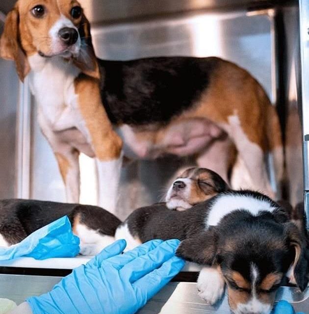 NACEN LOS PRIMEROS BEAGLES QUE NO PROVOCAN ALERGIA GRACIAS A LA CIENCIA