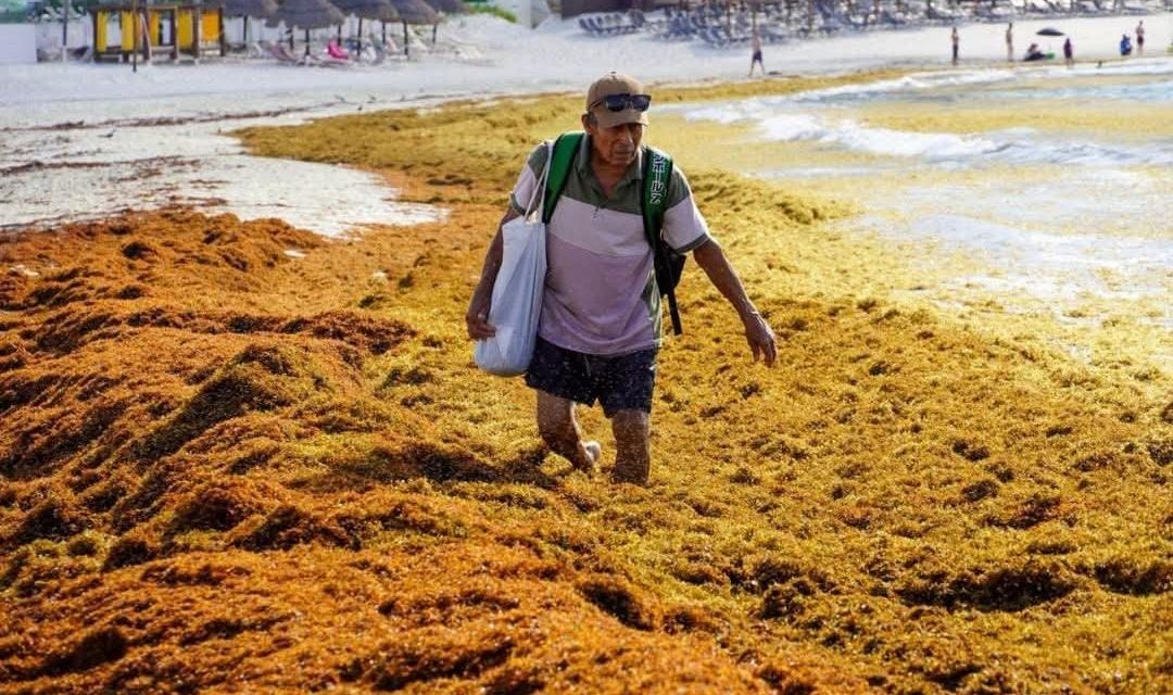 SARGAZO EN EL CARIBE MEXICANO AUMENTA 46% Y ALCANZA 3.5 MILLONES DE TONELADAS