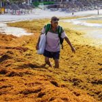 SARGAZO EN EL CARIBE MEXICANO AUMENTA 46% Y ALCANZA 3.5 MILLONES DE TONELADAS