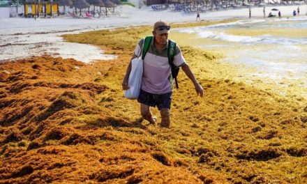SARGAZO EN EL CARIBE MEXICANO AUMENTA 46% Y ALCANZA 3.5 MILLONES DE TONELADAS