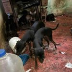 RAÚL LOZANO ENCABEZA RESGUARDO DE 16 PERROS EN SAN NICOLÁS