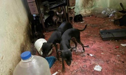 RAÚL LOZANO ENCABEZA RESGUARDO DE 16 PERROS EN SAN NICOLÁS