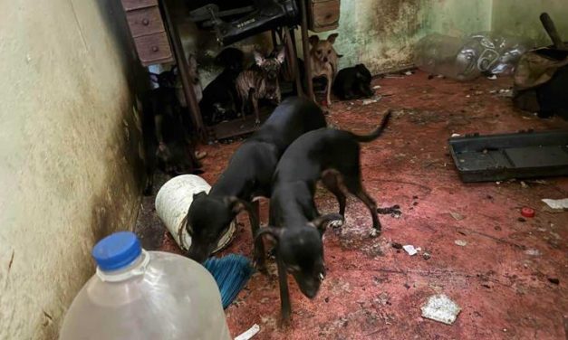 RAÚL LOZANO ENCABEZA RESGUARDO DE 16 PERROS EN SAN NICOLÁS